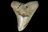Fossil Megalodon Tooth - North Carolina #98990-1